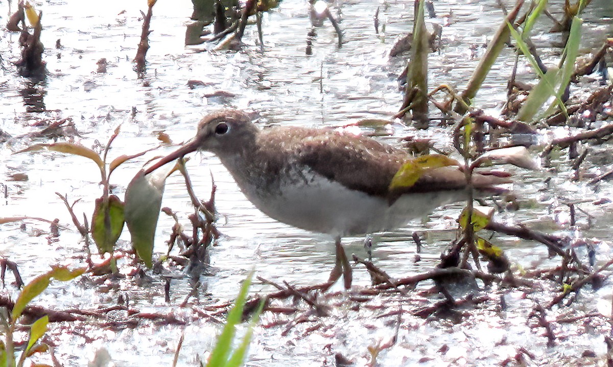 Solitary Sandpiper - ML639925934