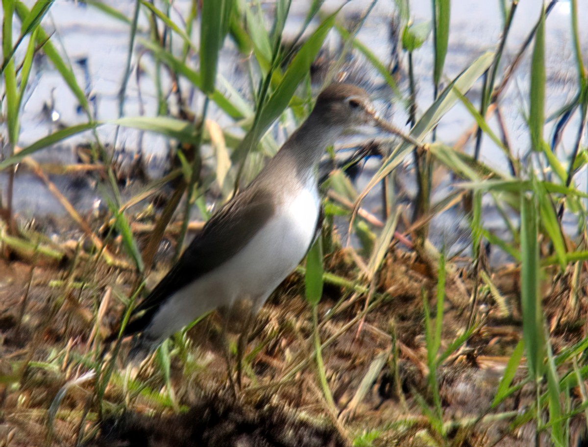 Solitary Sandpiper - ML639925935