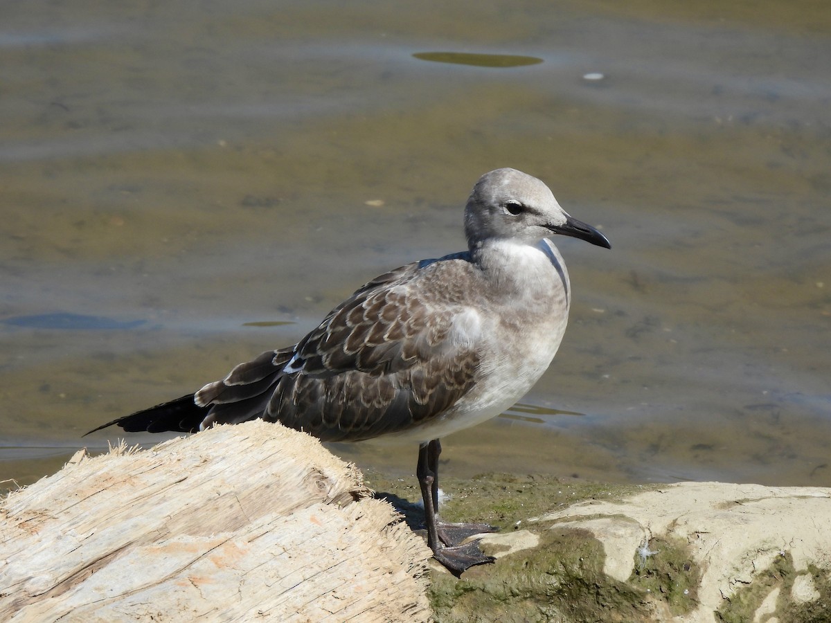 Laughing Gull - ML639925957