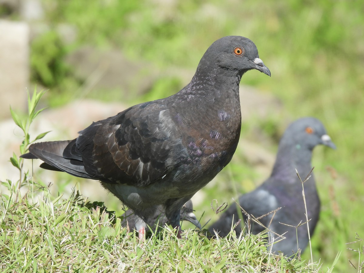 Rock Pigeon (Feral Pigeon) - ML639925959