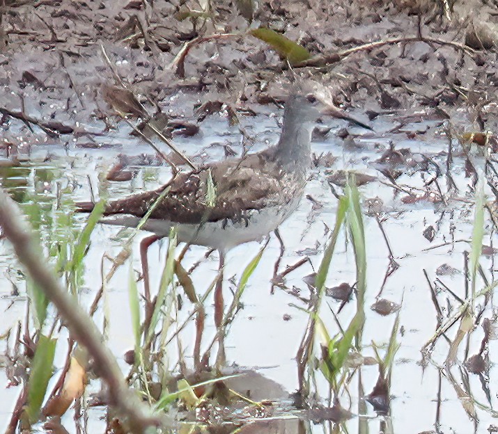 Lesser/Greater Yellowlegs - ML639925962