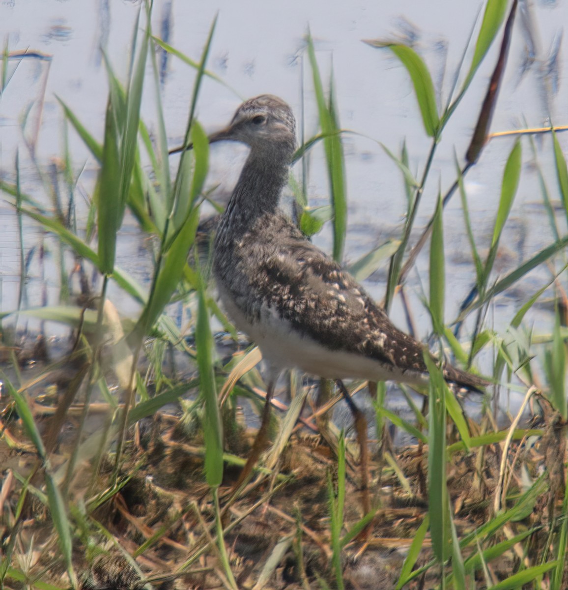 Lesser/Greater Yellowlegs - ML639925963