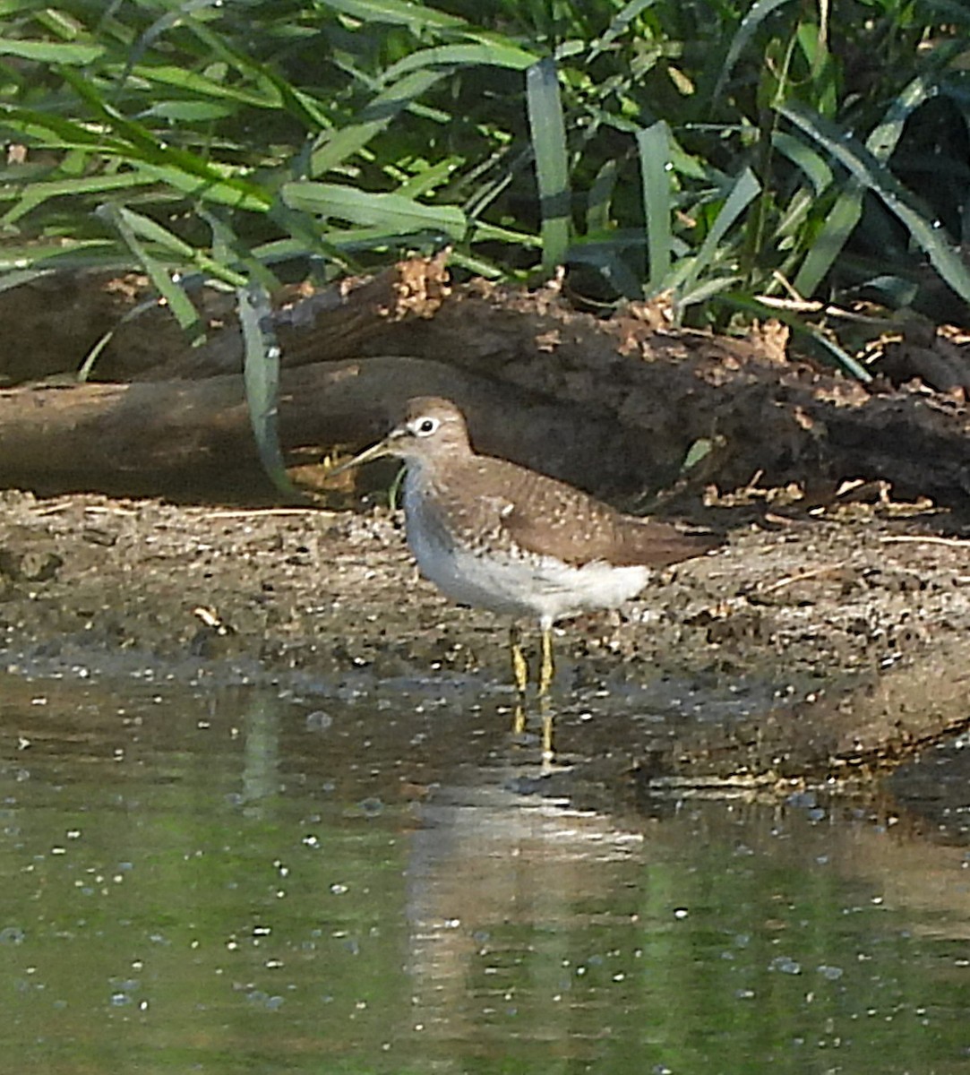 Solitary Sandpiper - ML639926003