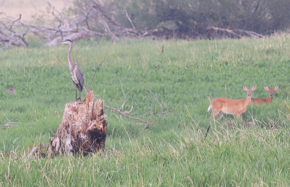 Great Blue Heron - ML639926006
