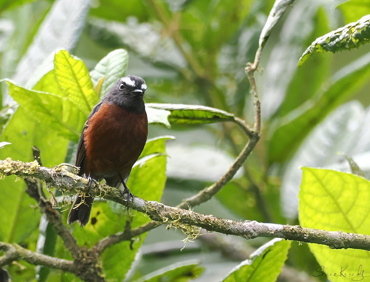 Chestnut-bellied Chat-Tyrant - ML639926029
