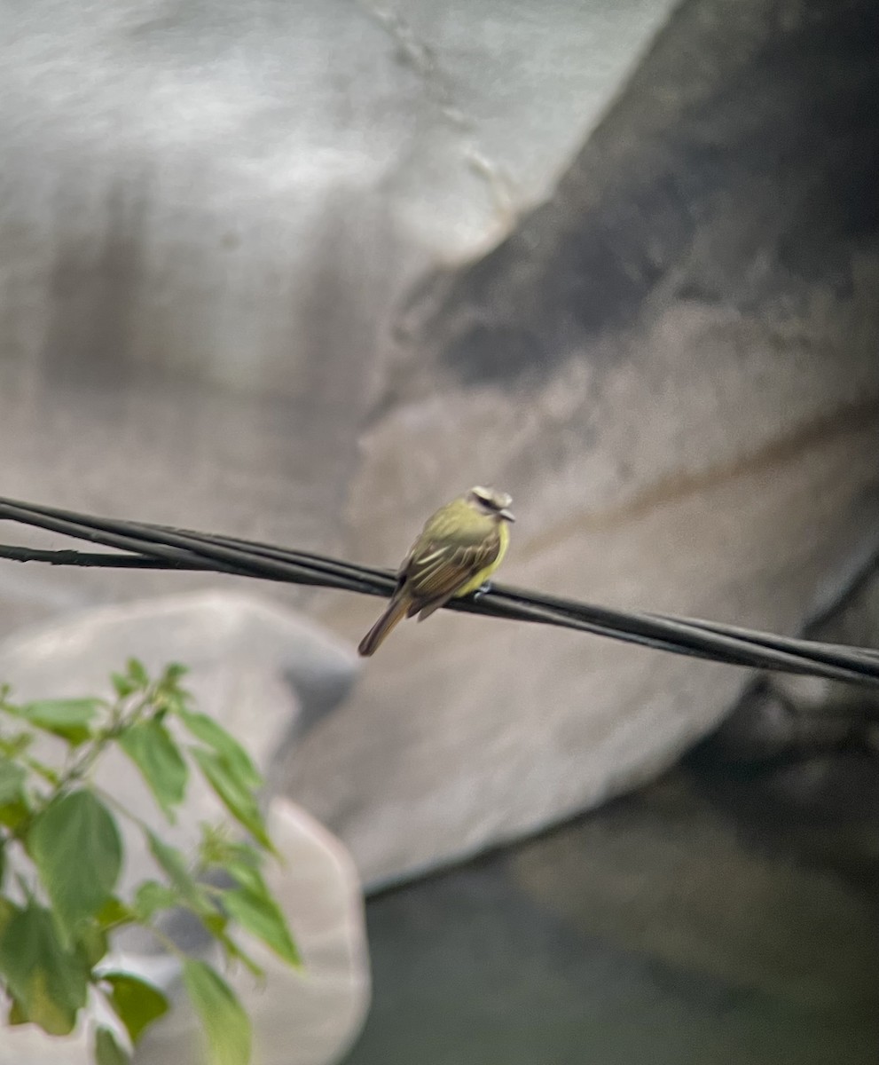 Golden-crowned Flycatcher - ML639926031