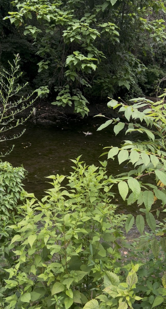 ノドアカハチドリ - ML639926043