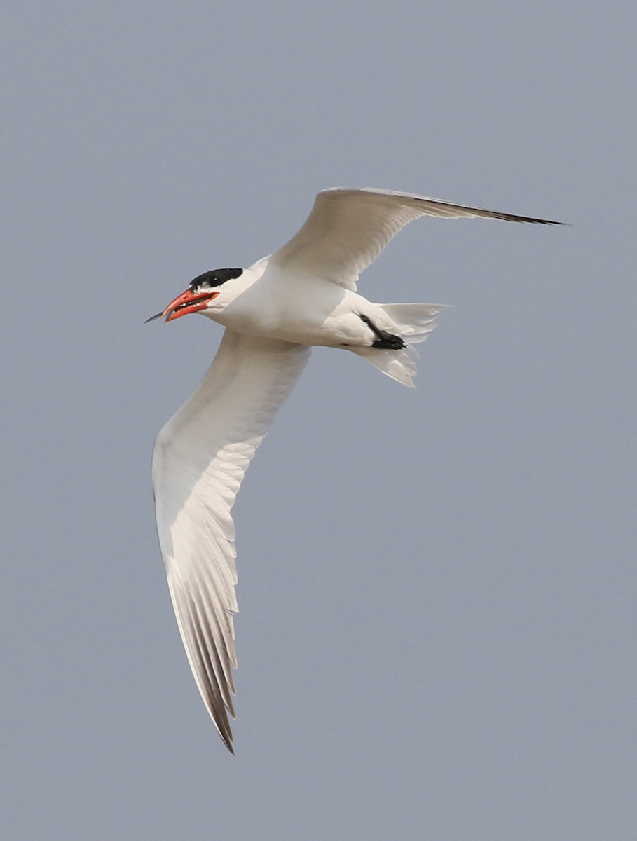 Caspian Tern - ML639926089