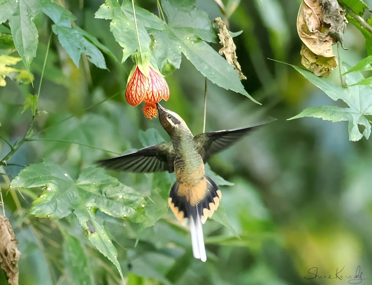 Tawny-bellied Hermit - ML639926095
