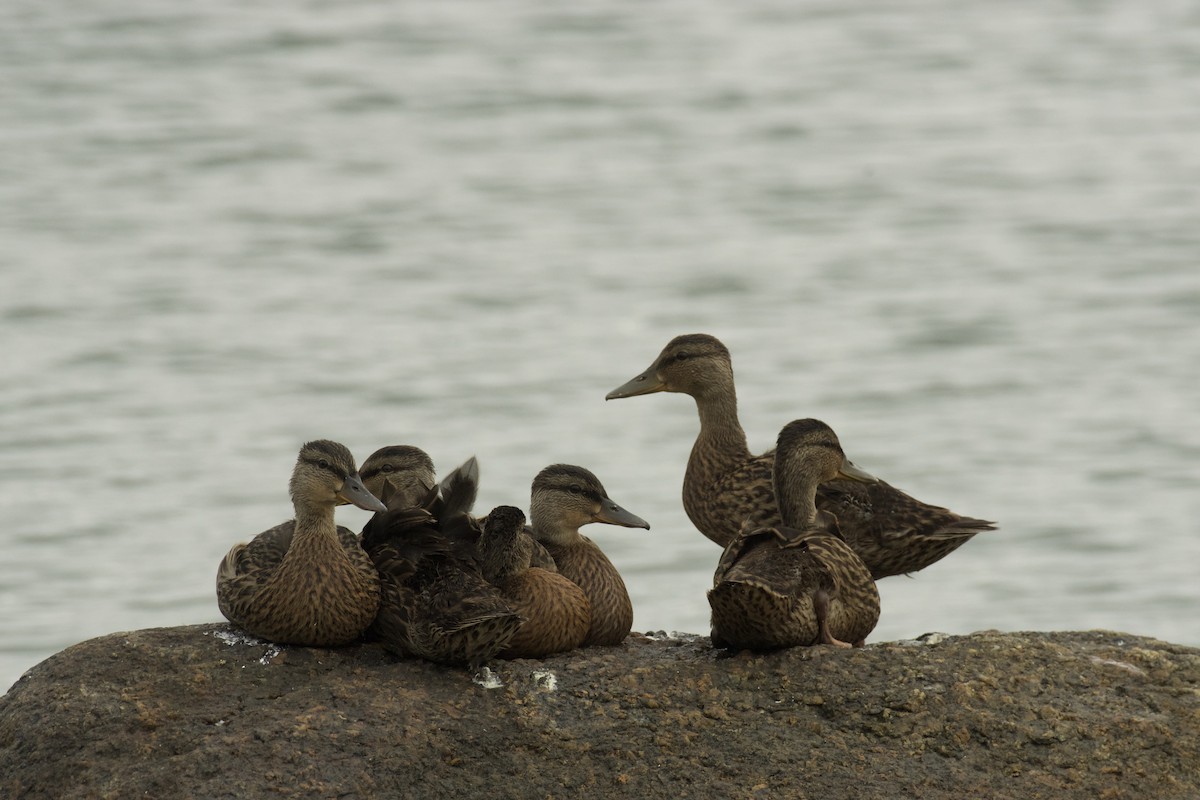 Mallard - ML639926109