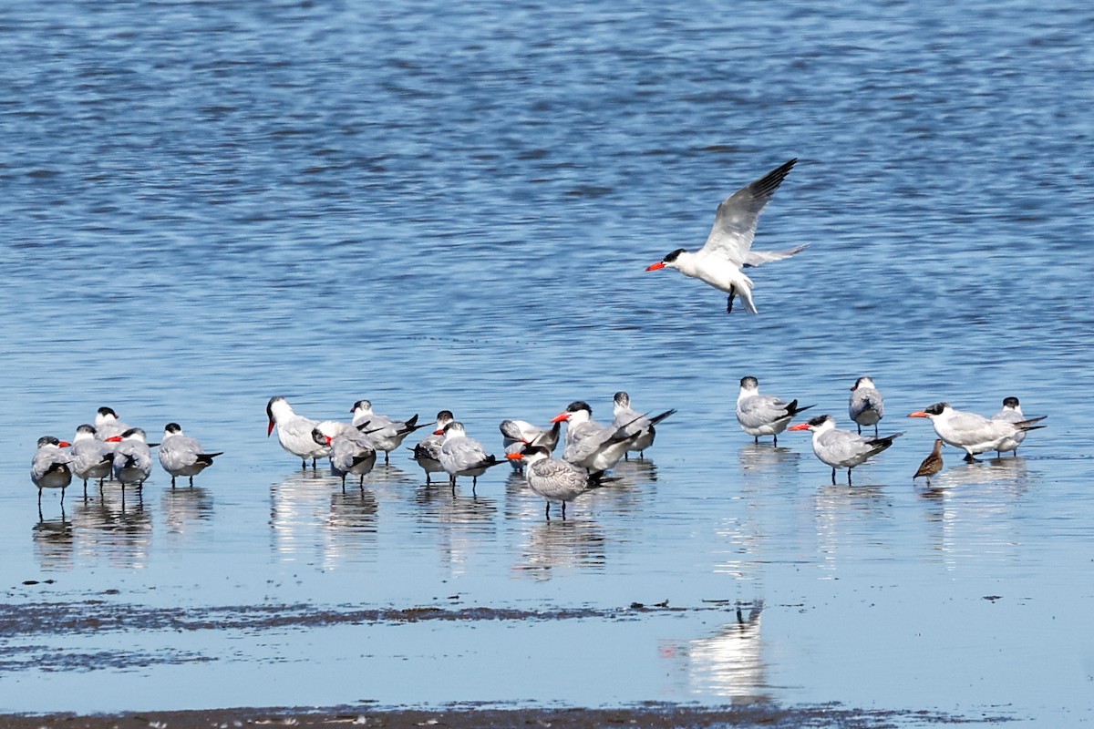 Caspian Tern - ML639926112