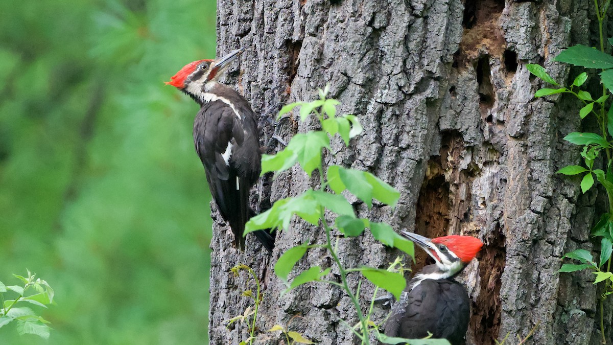 Pileated Woodpecker - ML639926140