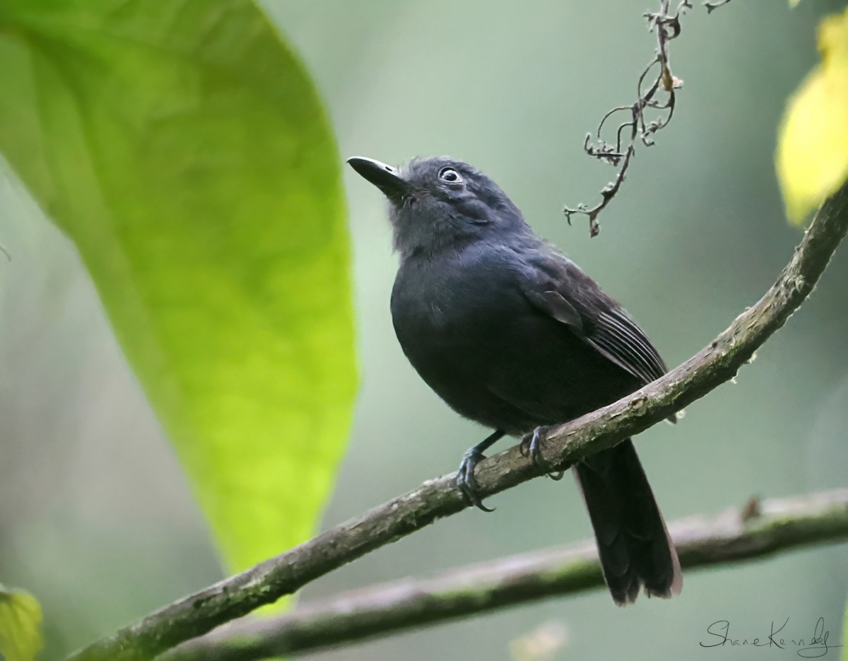 Uniform Antshrike - ML639926148