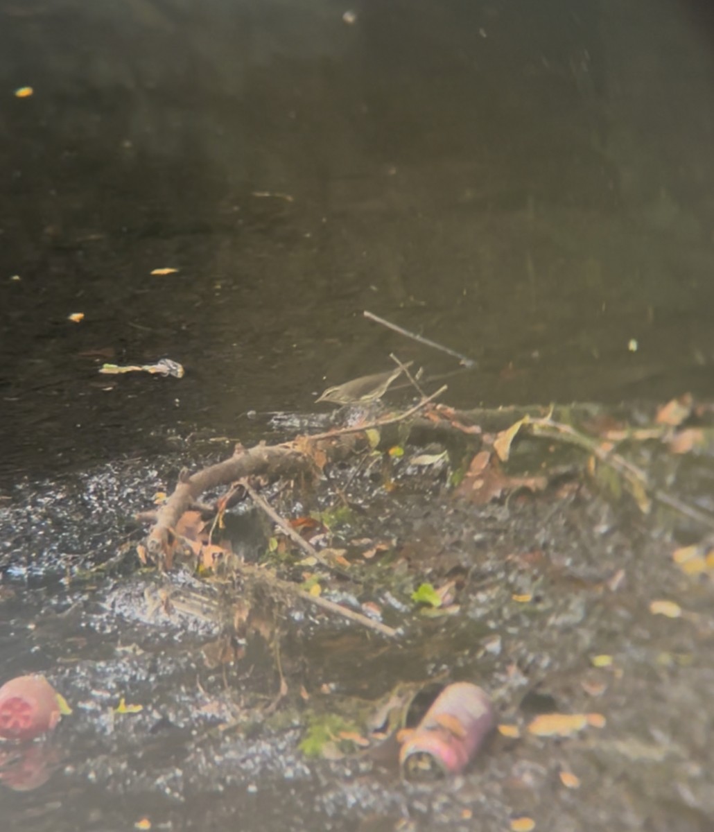 ミナミミズツグミ - ML639926170