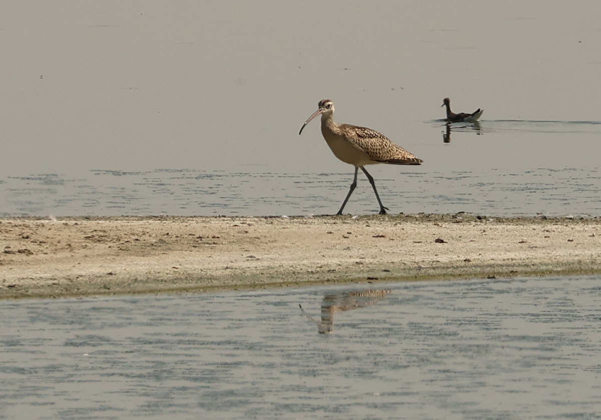 Rostbrachvogel - ML639926171