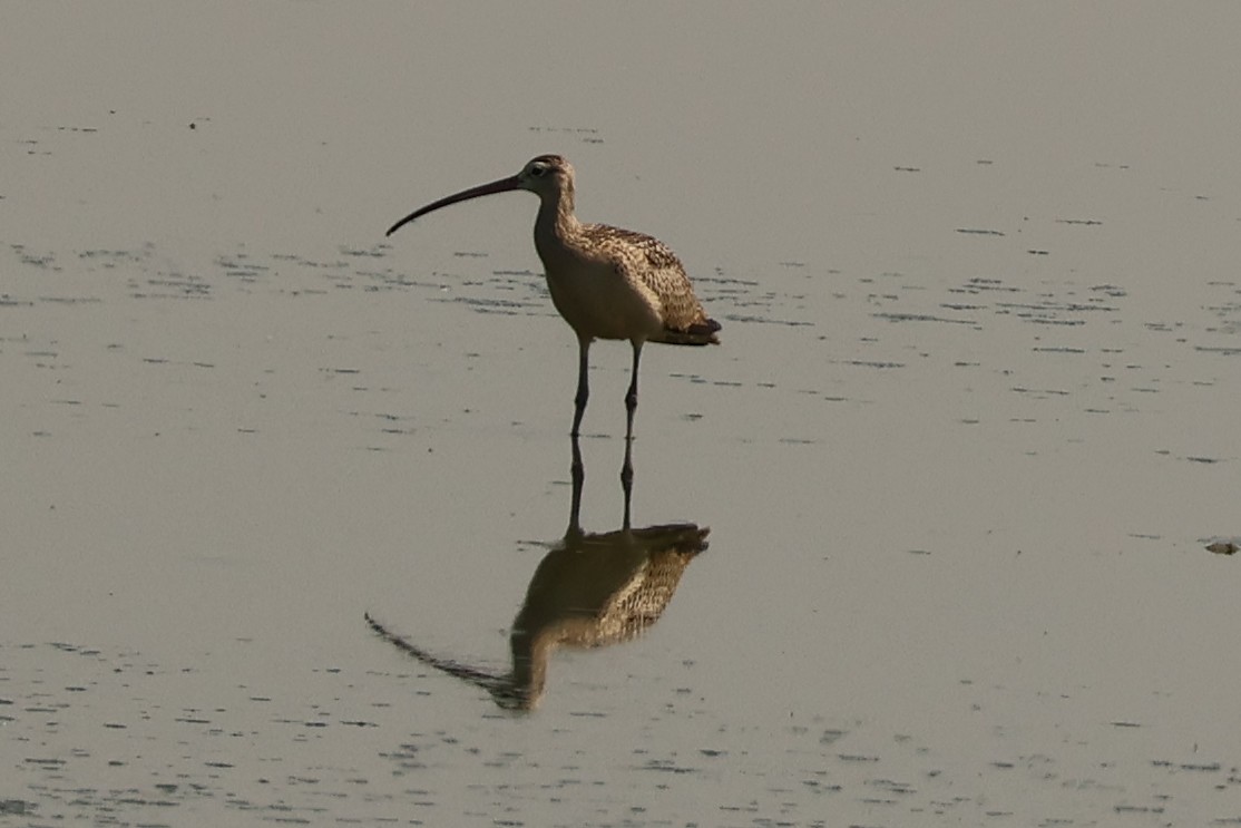 Rostbrachvogel - ML639926188