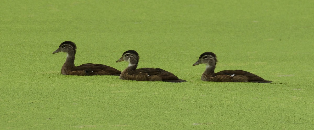 Wood Duck - ML639926252