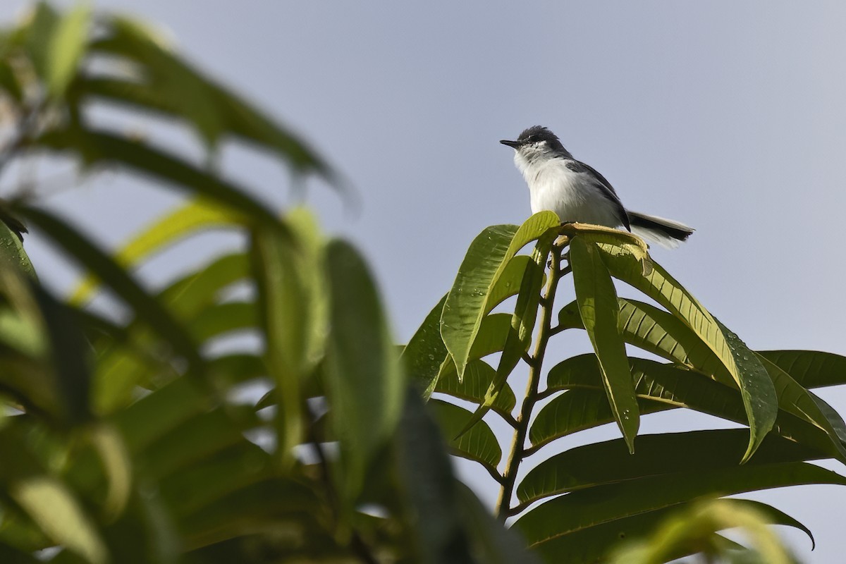 Tropical Gnatcatcher - ML639926269