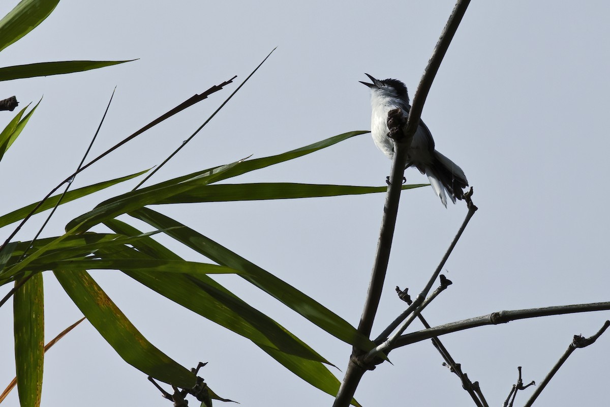 Tropical Gnatcatcher - ML639926270