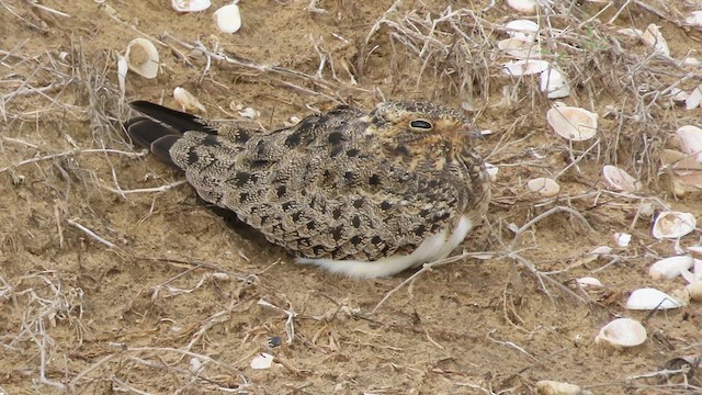 Nacunda Nighthawk - ML639926374