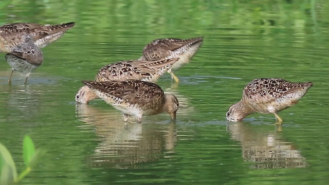 Short-billed Dowitcher - ML639926439