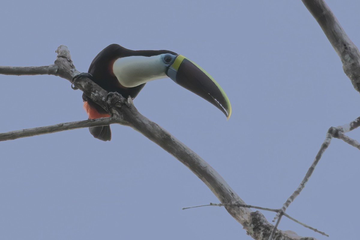 White-throated Toucan - ML639926467