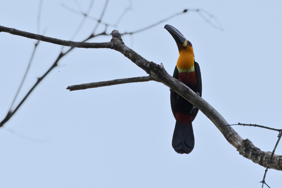 Channel-billed Toucan - ML639926485