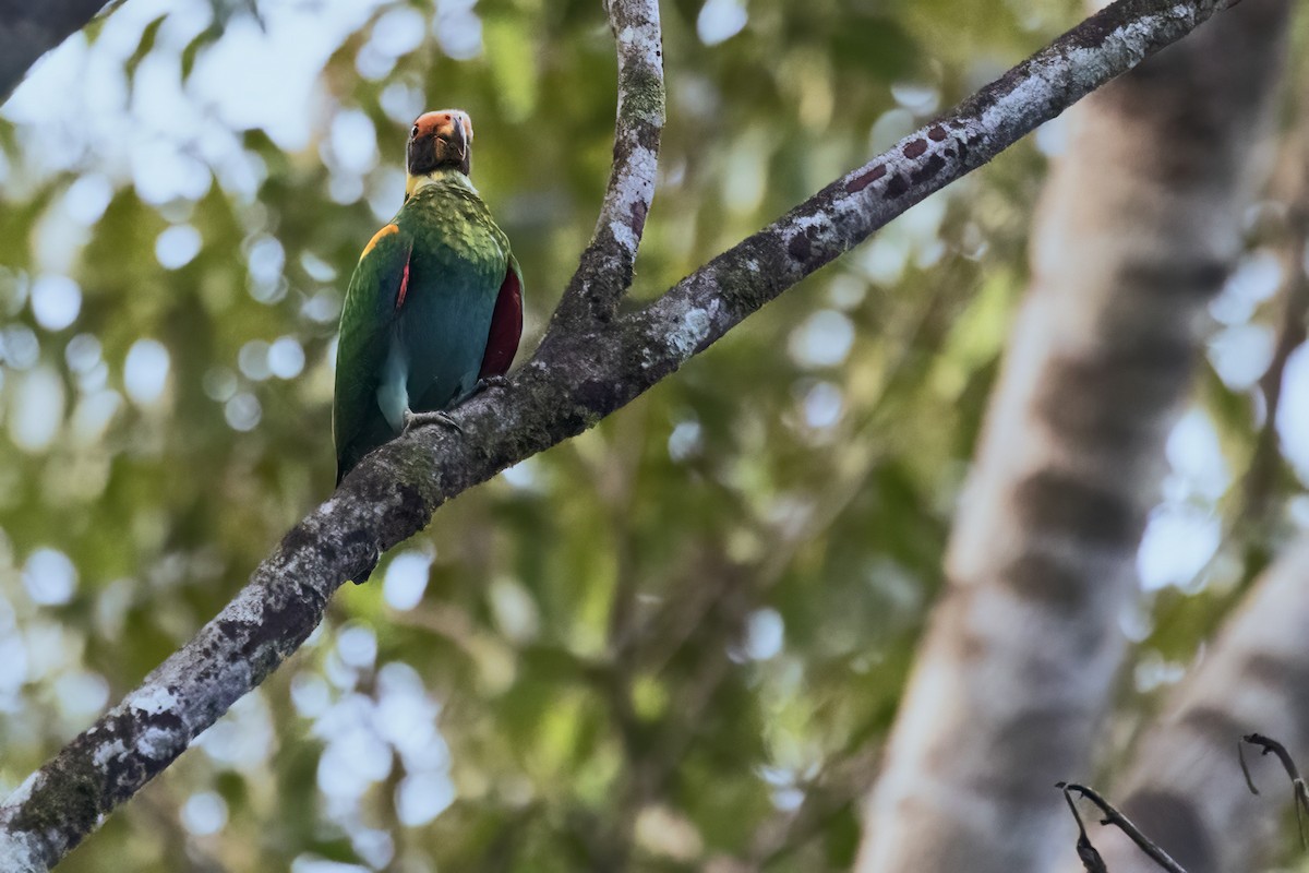 Vulturine Parrot - ML639926501
