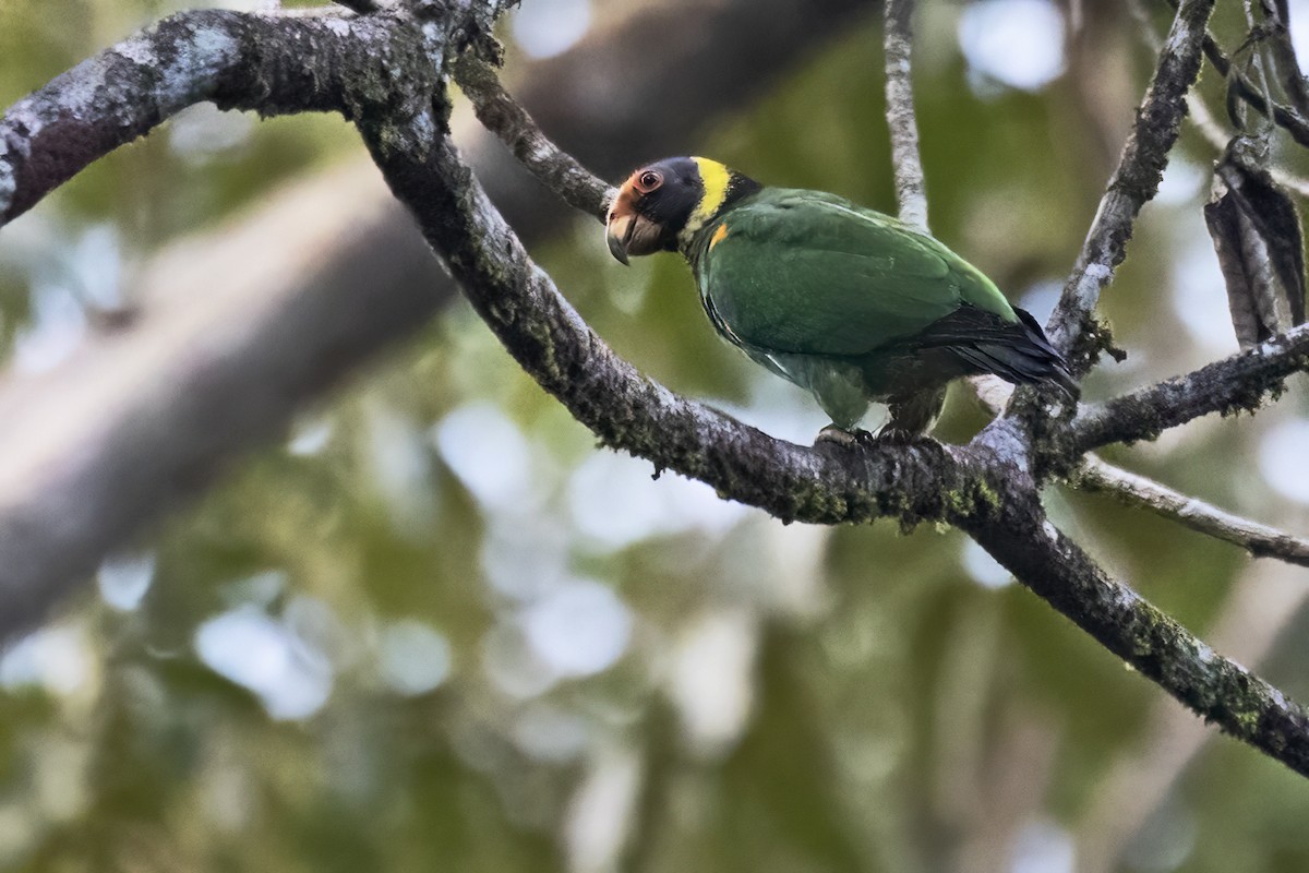 Vulturine Parrot - ML639926502