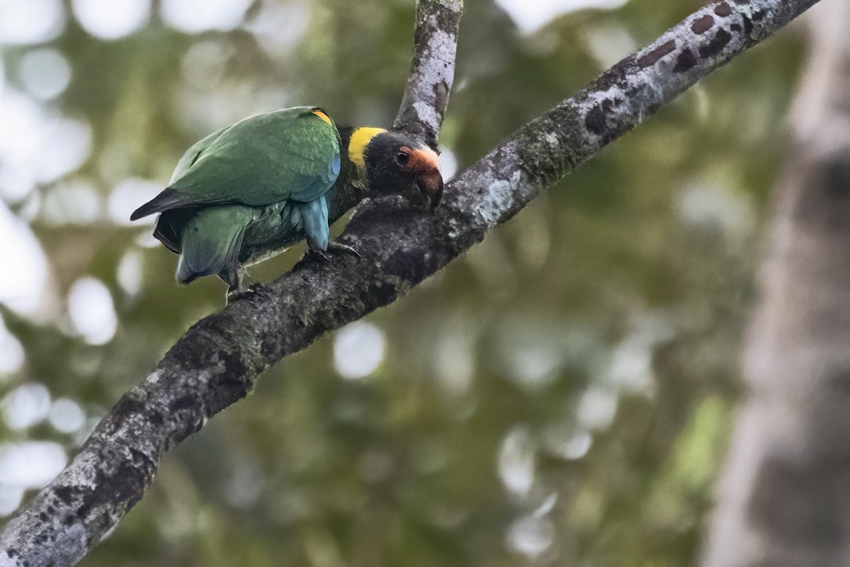 Vulturine Parrot - ML639926503