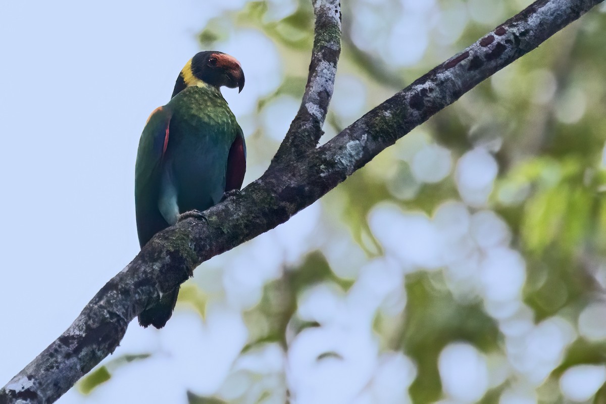 Vulturine Parrot - ML639926504