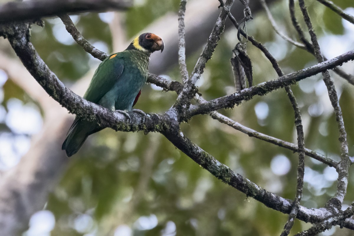 Vulturine Parrot - ML639926505