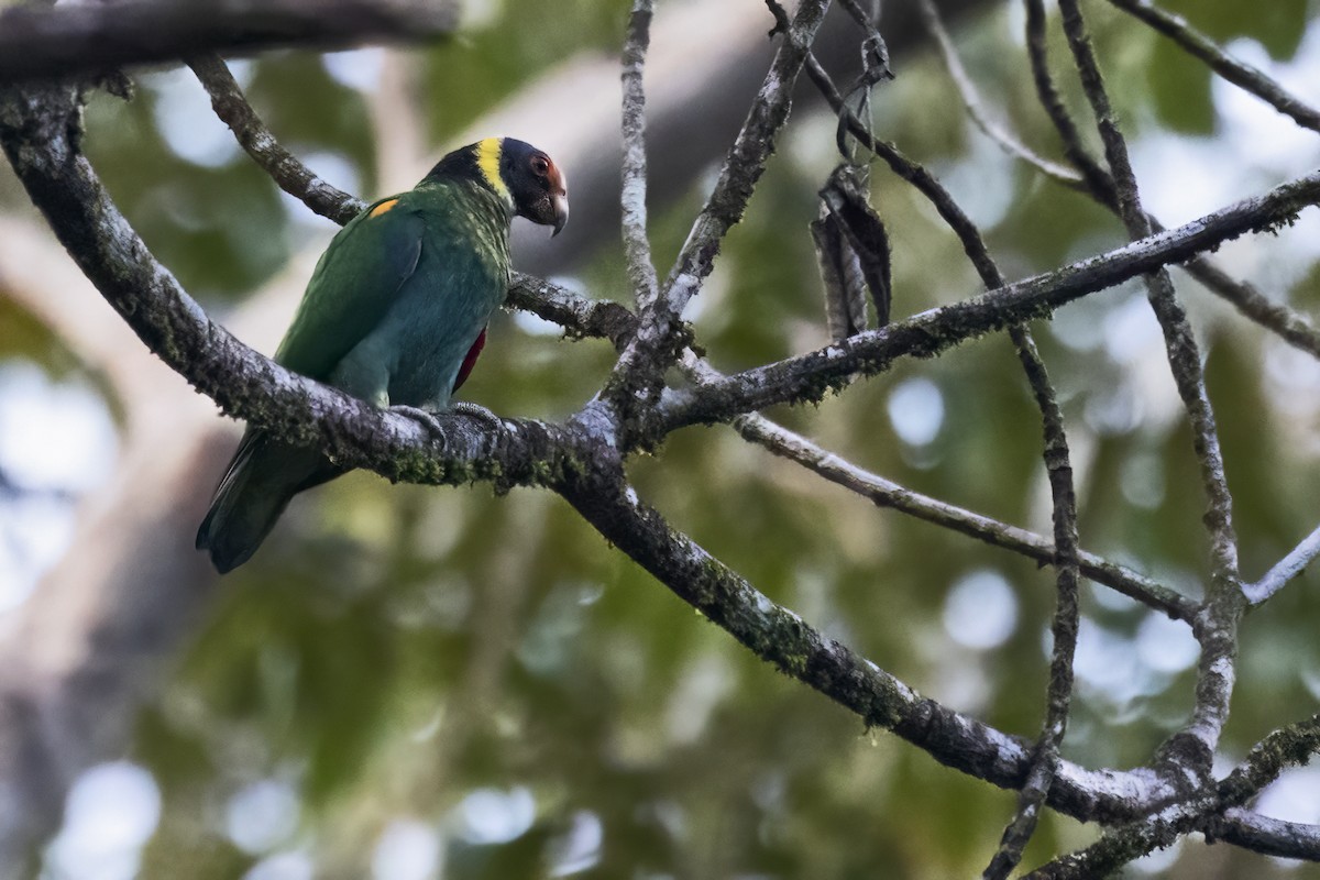 Vulturine Parrot - ML639926506