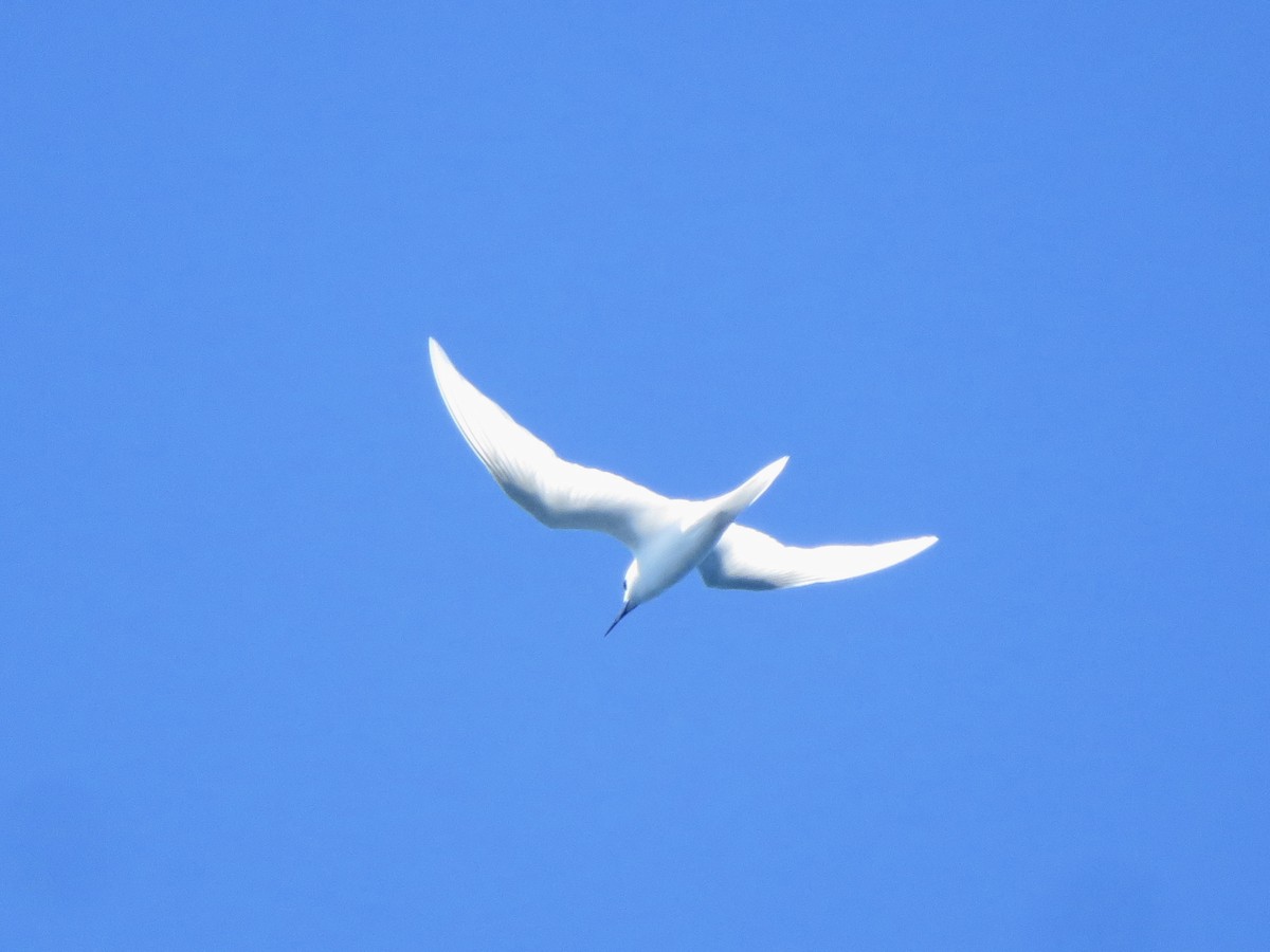 White Tern - ML639926556