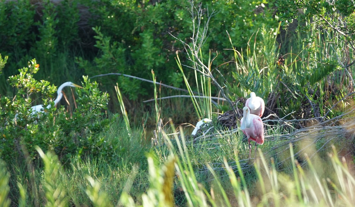Roseate Spoonbill - ML639926606