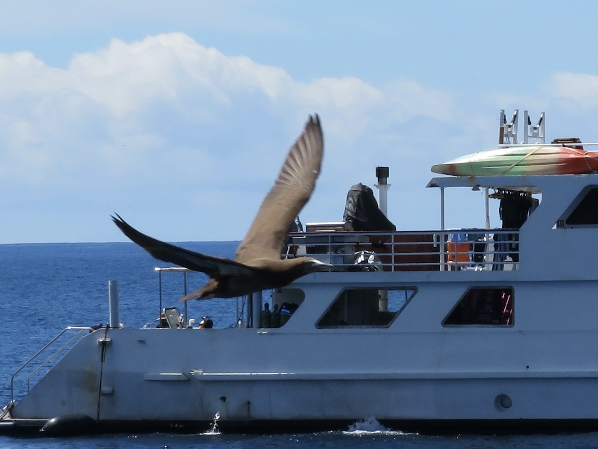 灰頭鰹鳥 - ML639926622