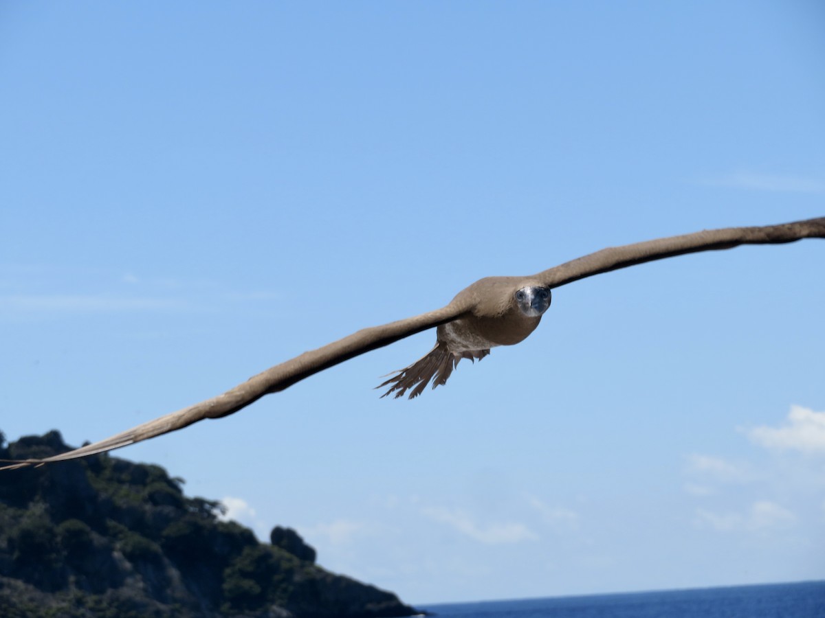 灰頭鰹鳥 - ML639926623