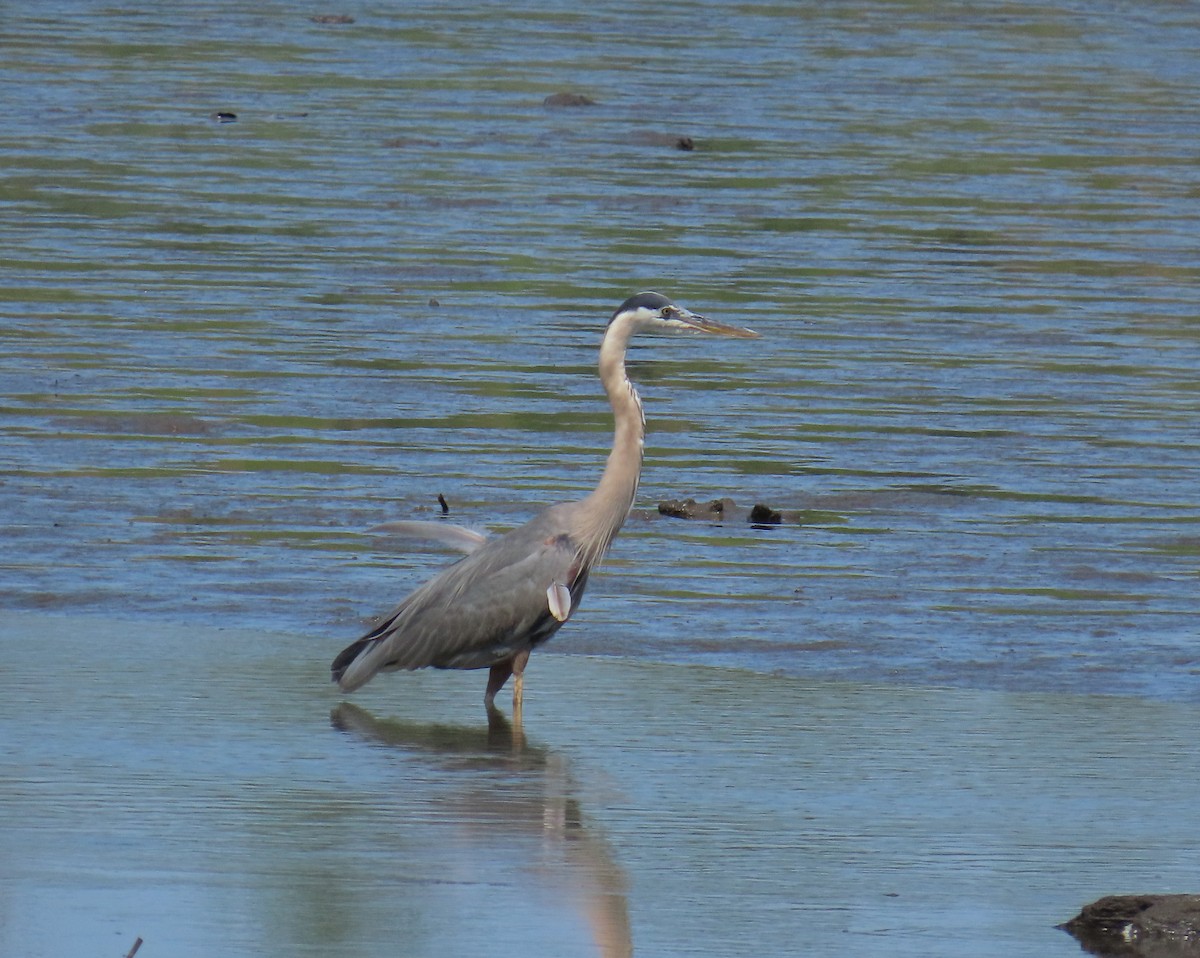 Great Blue Heron - ML639926666