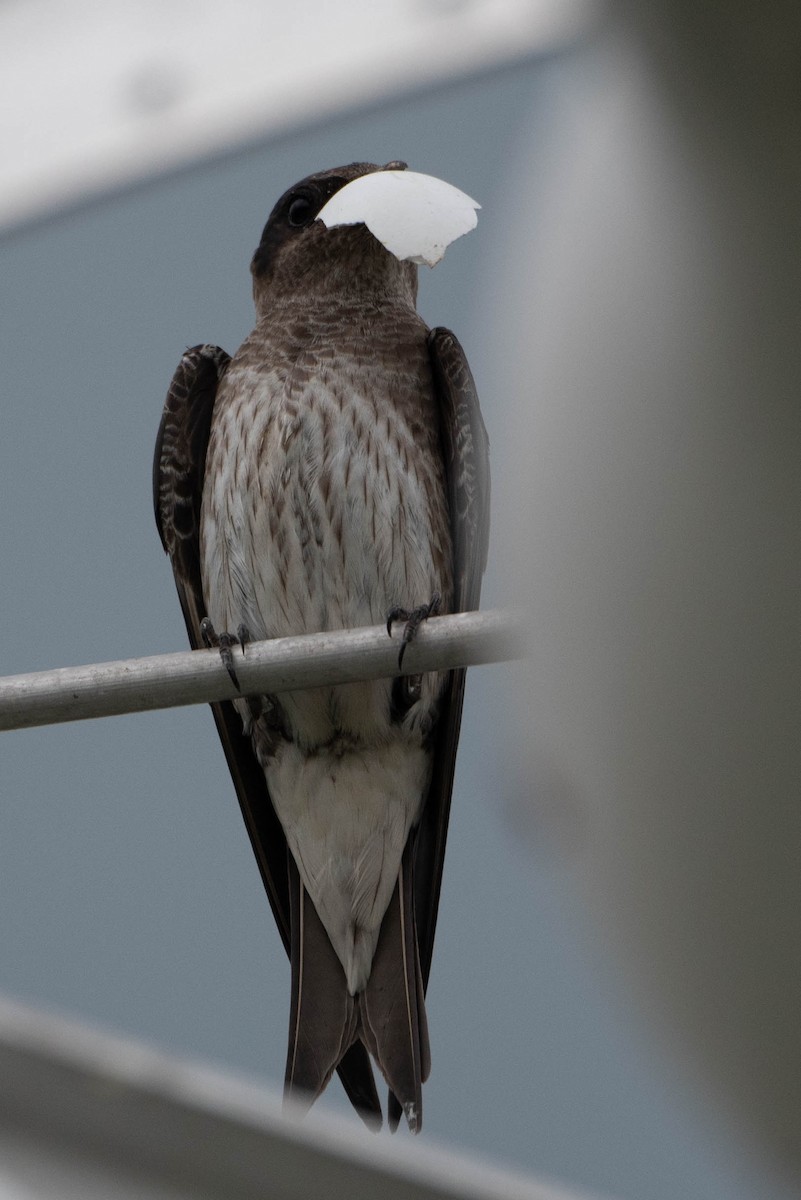 Purple Martin - ML639926667