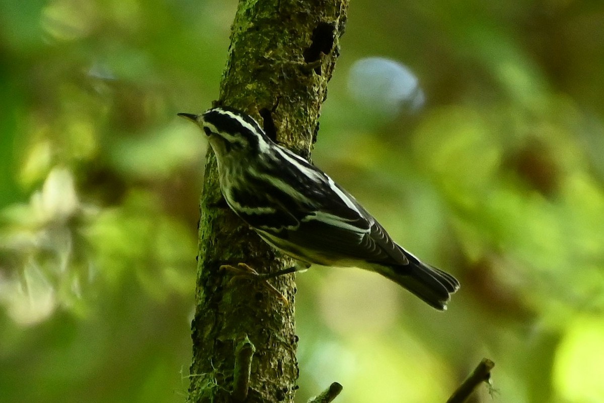 lesňáček černobílý - ML639926678