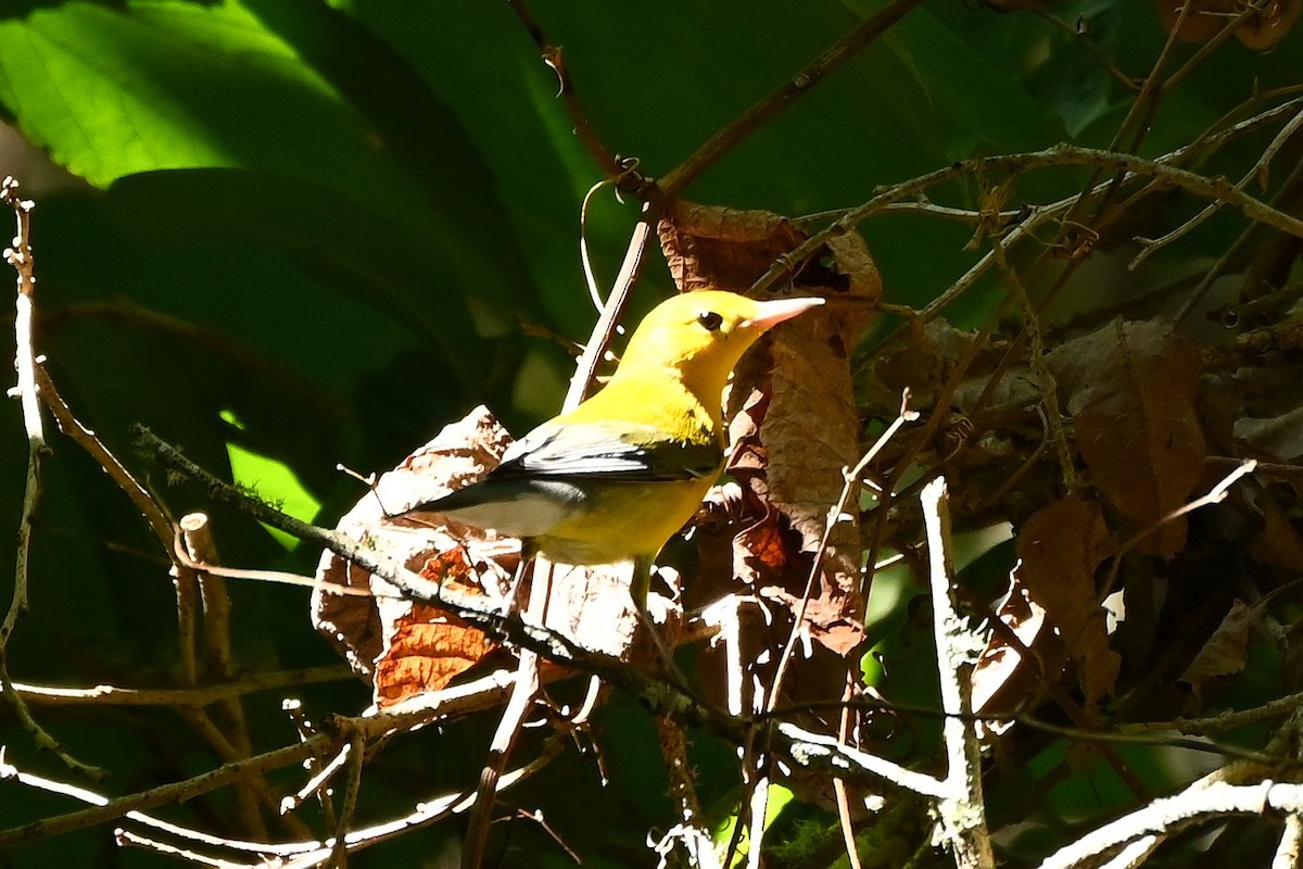 lesňáček zlatý - ML639926682