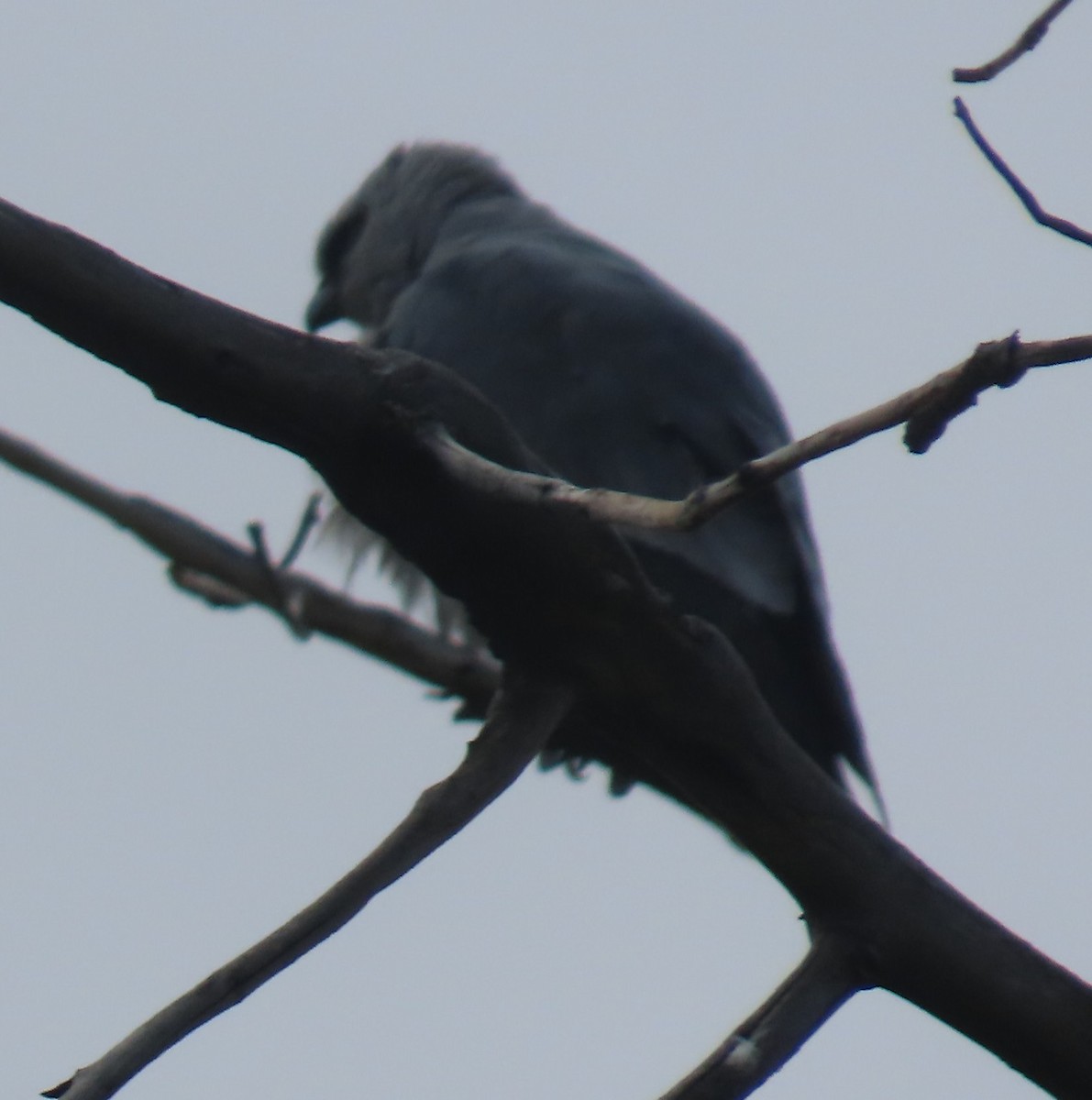 Mississippi Kite - ML639926713