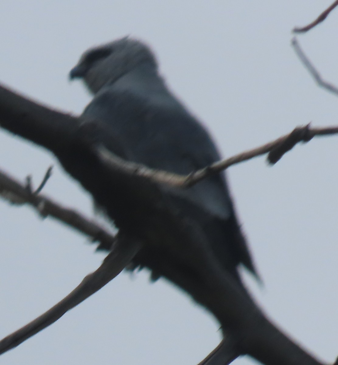 Mississippi Kite - ML639926714