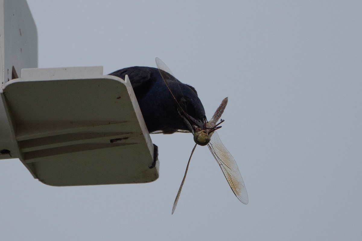 Purple Martin - ML639926715