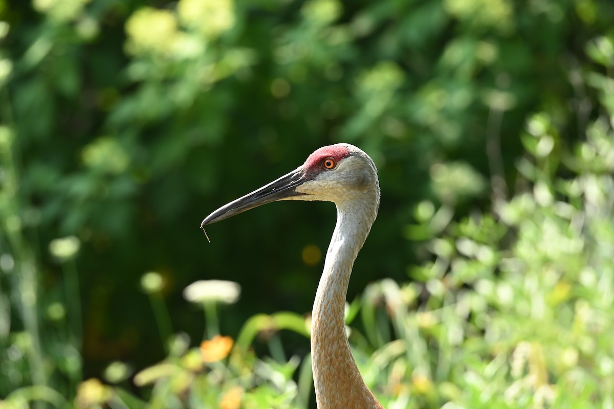 Grue du Canada - ML639926716