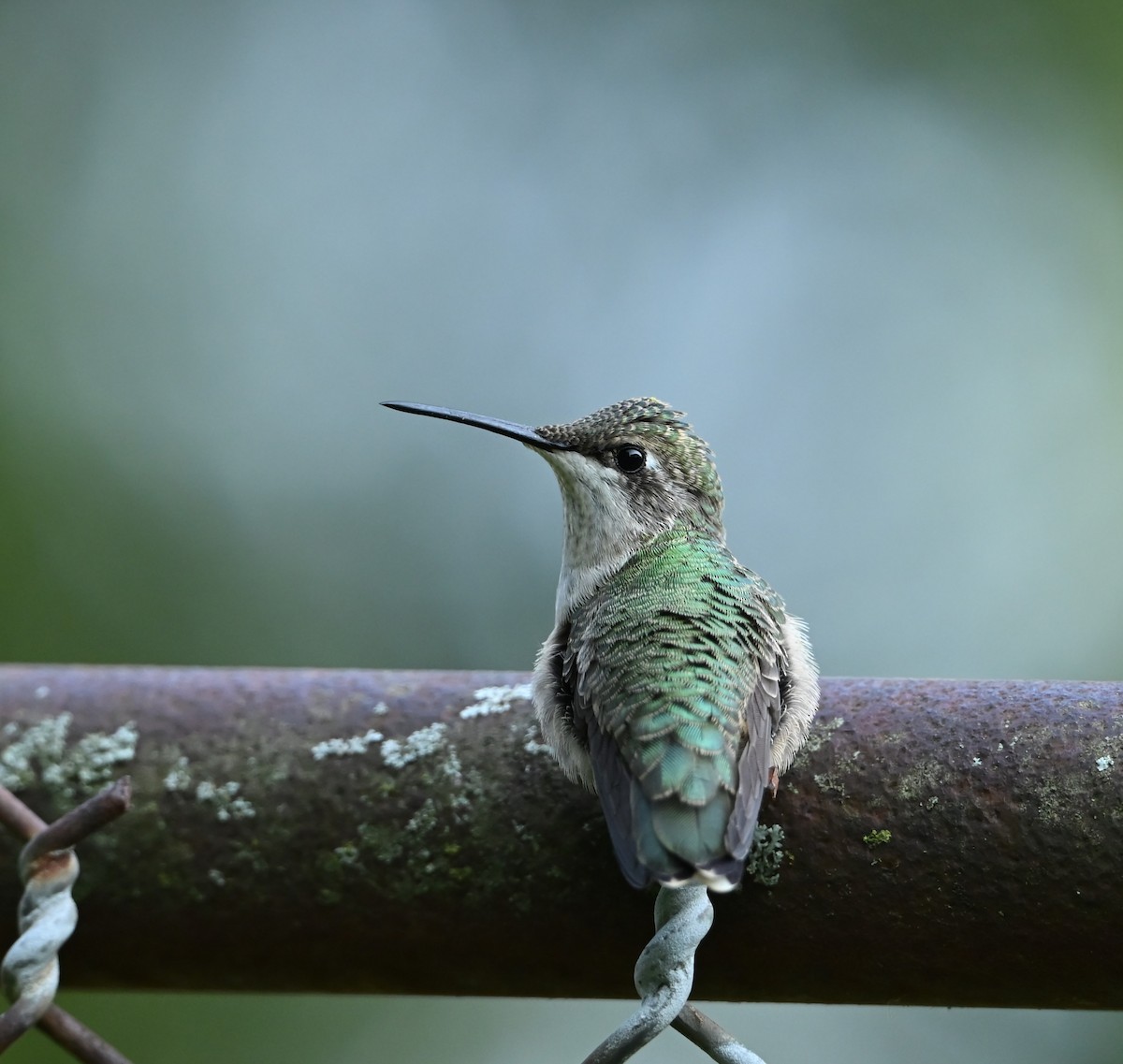 Colibri à gorge rubis - ML639926798