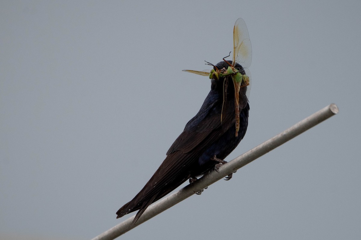 Purple Martin - ML639926822