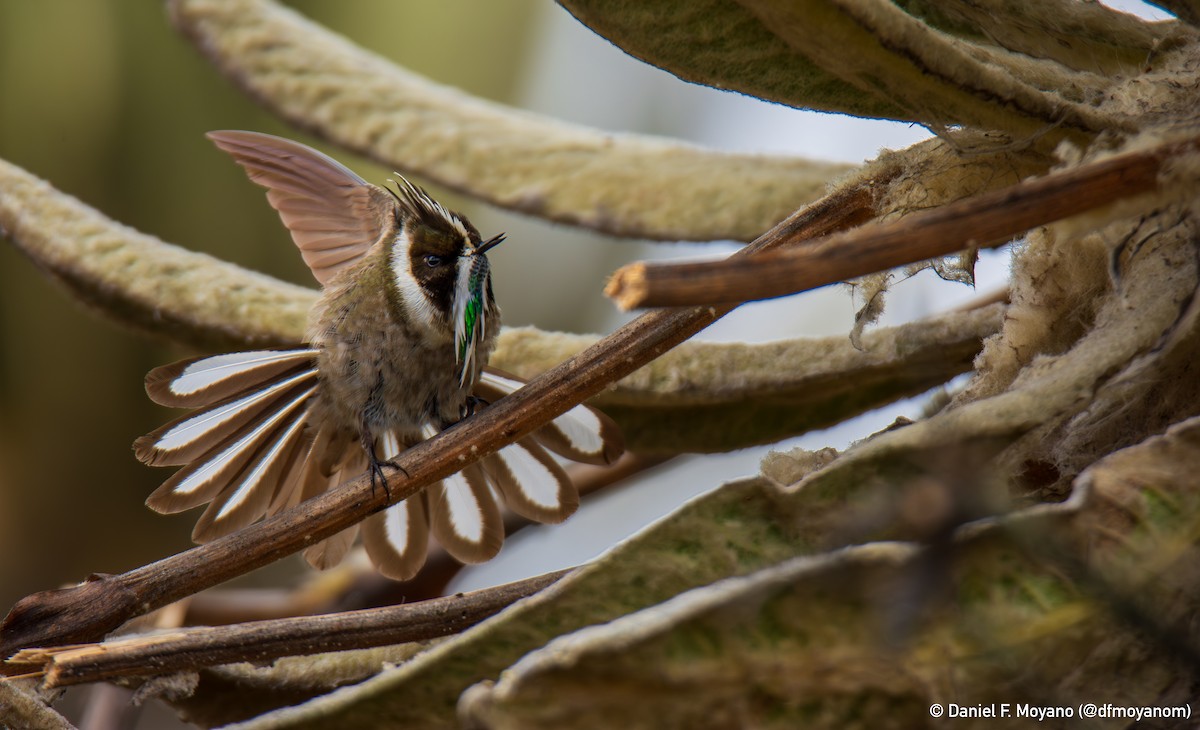 Green-bearded Helmetcrest - ML639926843