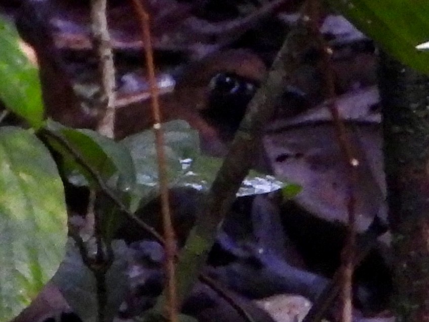 Black-faced Antthrush (Central American) - ML639926877