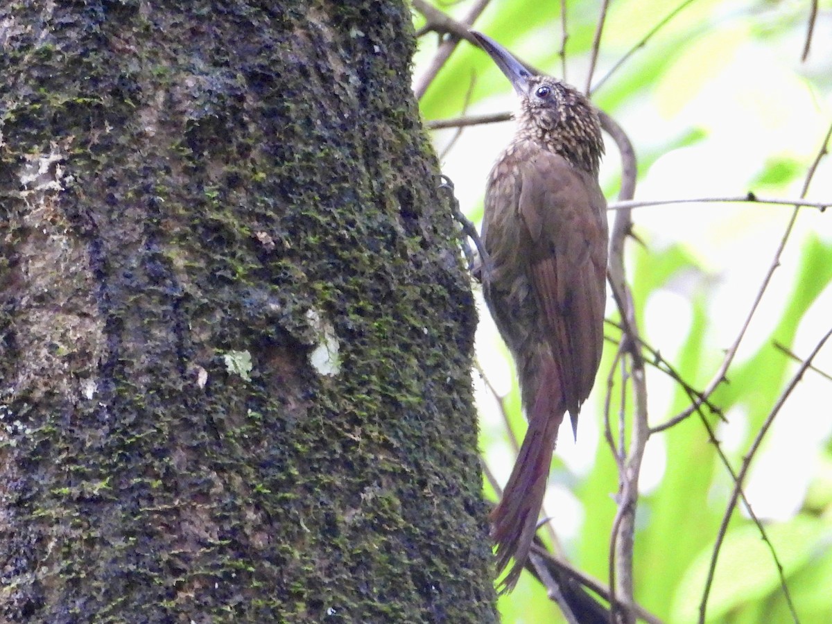 Piping Woodcreeper - ML639926884